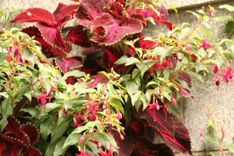 Trip (33).JPG - Flowers along the walks in Salt Lake City